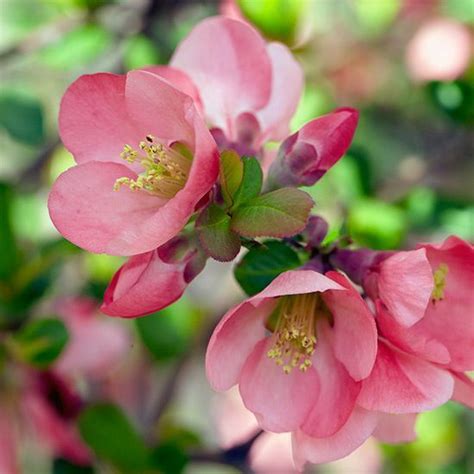 5 Gorgeous Spring Blooming Shrubs For Your Garden Springgarden Shrubs