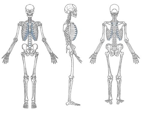 Unlabelled Diagram Of The Skeletal System