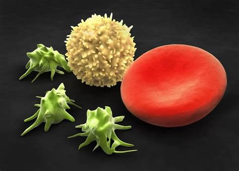 Eine woche plasma auslassen sollte. Thrombozyten: Die Blutplättchen | Apotheken Umschau