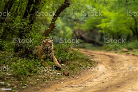Ranthambore Wild Male Bengal Tiger Or Panthera Tigris Tigris Charging
