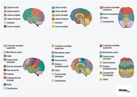 El Cerebro Humano Es El órgano Central Del Sistema Nervioso Localizado