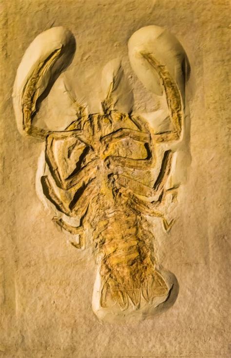 Fossil Of A Cyclerion Propinquus Extinct Armored Crab From The