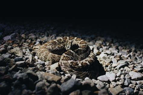 Western Diamondback Rattlesnake Crotalus Atrox El Paso Tx R