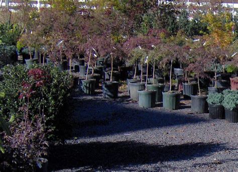 japanese maple bloodgood growth rate | RONIERONGGO