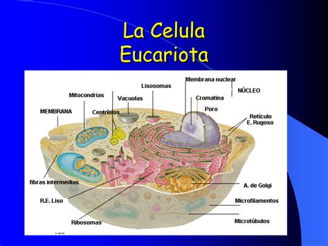 Características De La Célula Eucariota Y Sus Funciones Hot Sex Picture
