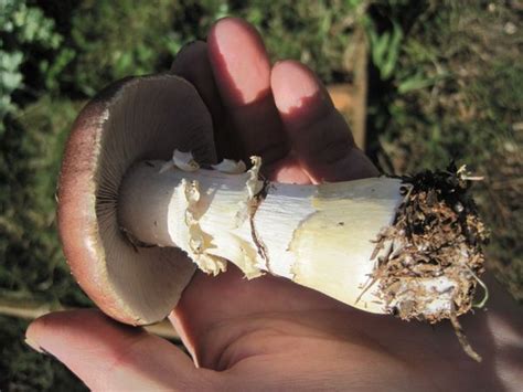 One Of The Easiest Mushrooms To Grow For Beginners Experienced Growers