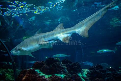 Big Shark At Seaworld In International Drive Stock Image Image Of