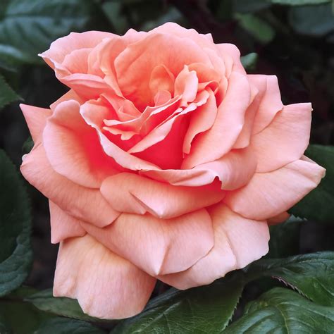 Peach Rose Photograph By Rona Black Fine Art America