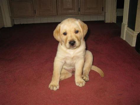 Adorable Akc Yellow Lab Puppies For Sale In Rogers Arkansas Classified
