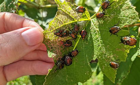 Control Bugs In Garden Fasci Garden