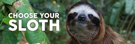 Adopt A Sloth ️ The Sloth Conservation Foundation