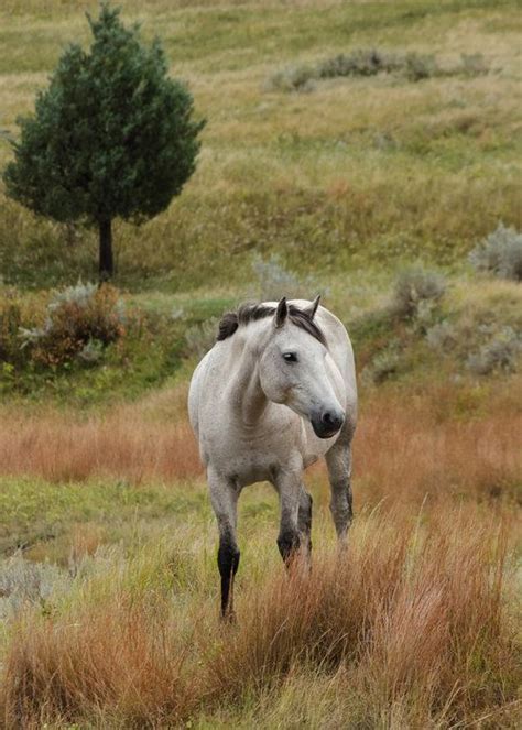 Iced Gray By Janelle Streed On Capture Dakota Wild Horse Stallion