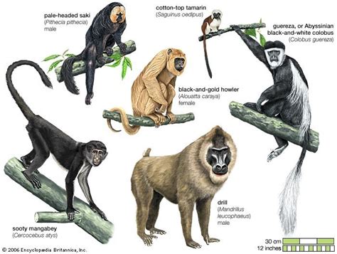 Monkey Life Cycle Diagram