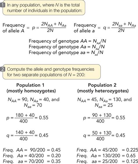 How To Calculate Heterozygote Frequency Haiper