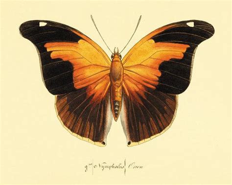 Butterfly Art Print Natural History Print French Art Print