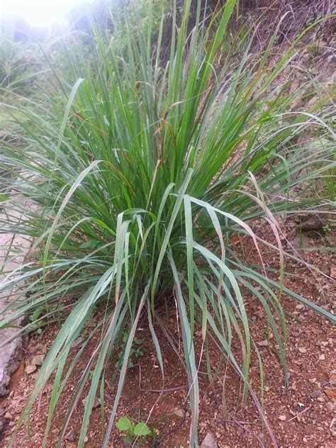 Ciri ciri bg pokok serai kayu adalah pucuknya gelap seperti pokok samak hitam,,, daun tirus dari pokok salam dan samak,,, permukaan daun kasar seperti bay leaf,,, bau daun gabungan ketiga tiga jenis daun,,, baunya akan melekat di tangan apabila digosok,,, seluruh bahagian pokok juga memiliki bau yg hampir sama dgn serai terutama apabila dikeringkan. Aron Kin 2013 - Missy Vs Missing : Berkebun Bukan Semata ...