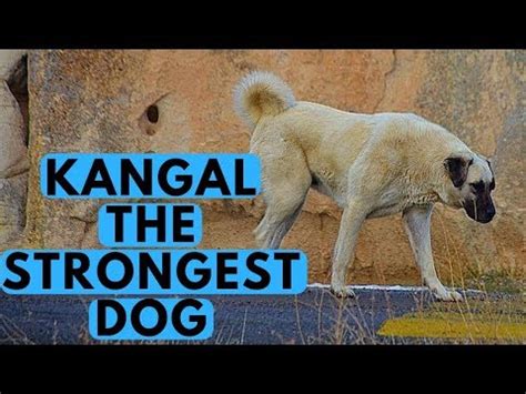 First of all, is it possible to determine precisely how much force dogs bite down with? Afghan Shepherd video | FunnyDog.TV