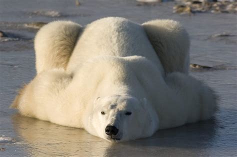 Polar Bear Pictures That Will Melt Your Heart Readers Digest Polar
