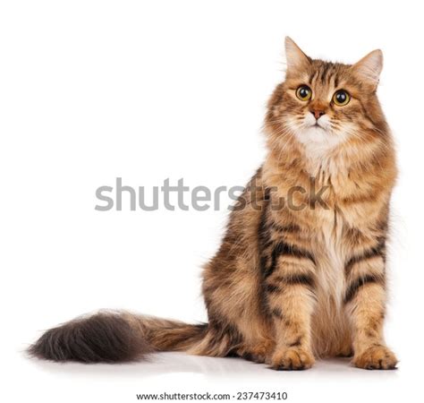 Siberian Beautiful Adult Cat Over White Stock Photo Edit Now 237473410