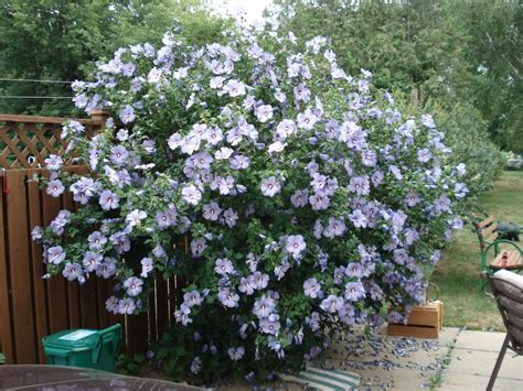 Rose Of Sharon Bush Small Garden Shrubs Garden Shrubs Evergreen