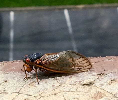 Billions Of Cicadas From 2 Broods To Emerge In Maryland In 2024 Bel Air Md Patch