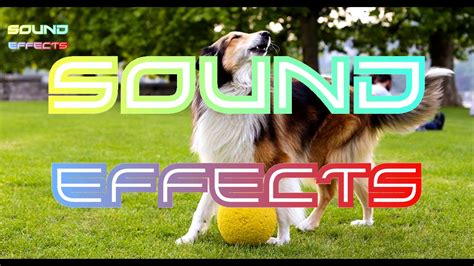 Sounds puppies love all time, sound puppy like to hear. Dog Barking Sound Effect #21 - YouTube