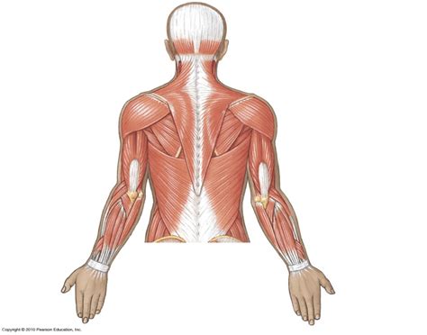 A simple study of the muscles making up the torso from different angles. Superior Back Muscles