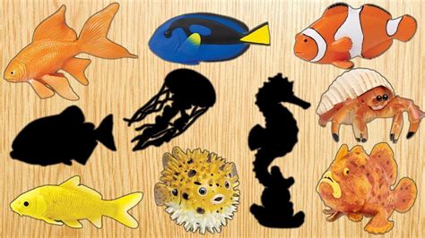 30 Baby Sea Animal Names Full Temal