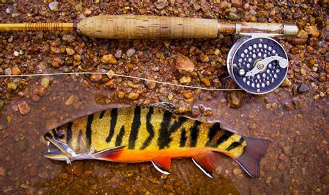 Tiger Trout Fly Fishing Gink And Gasoline How To Fly Fish Trout