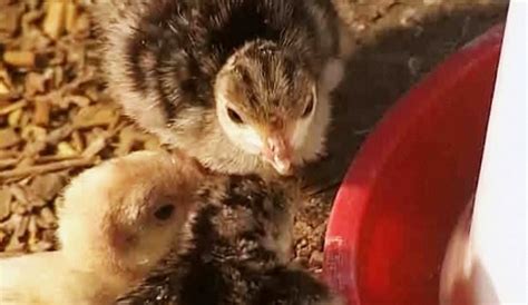 How To Raise Baby Chicks Howcast