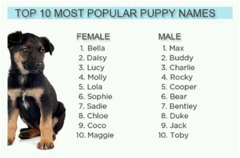 Top 10 Puppy Names For Boygirl Pet Names For Girls Pet Names For Dogs