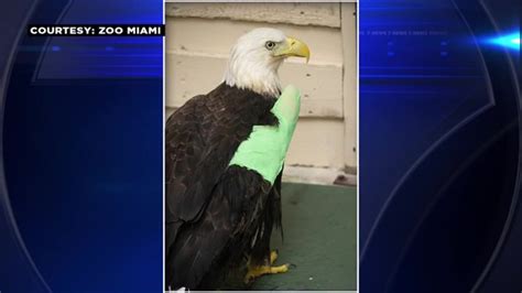 Bald Eagle Rita Showing Improvement After Surgery On Broken Wing Wsvn
