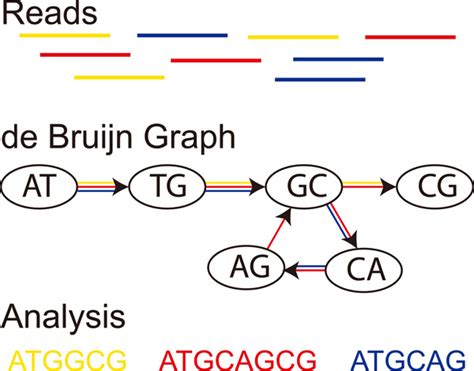 Applications Of De Bruijn Graphs In Microbiome Research Dufault