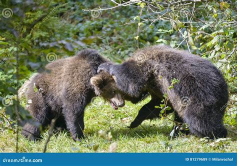 Two Brown Bear Cubs Play Fighting Stock Image Image Of Primeval