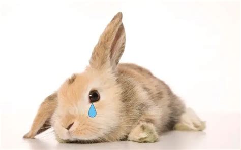 Can Rabbits Cry Everything You Need To Know About Everything Pets