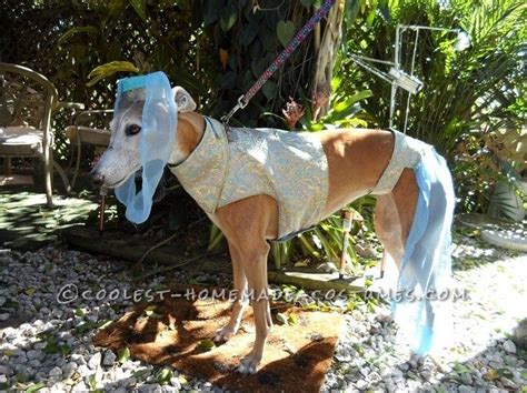 Coolest Greyhound I Dream Of Jeannie Costume Pet