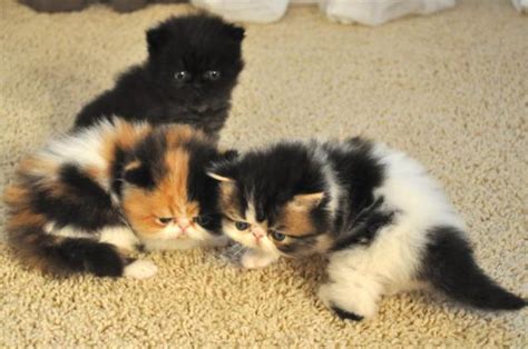 Persian Kittens Calico For Sale In Vancouver Washington Classified