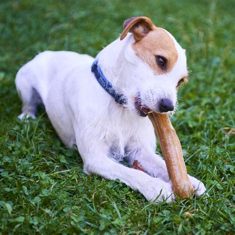 Jack Russell Parson Terrier Dog Chewing Bone Stock Photo Image Of