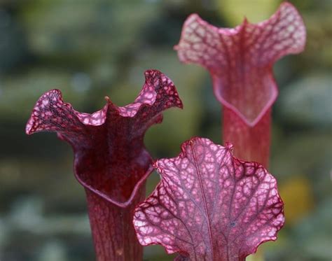 Even though this plant originates from the philippines, it's one of the most commonly grown nepenthes plant in the us. Sarracenia / Pitcher Plant (CARE INFO) | Carnivorous Plant ...