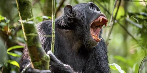 Monos Arrebatan Bebé Humano De Los Brazos De Su Madre Y Lo Matan