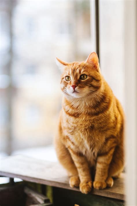 It also includes a healthy dose of omega 3 and 6 fatty acids for a shiny. 7 Best Cat Foods for Sensitive Stomachs To Stop Vomiting ...