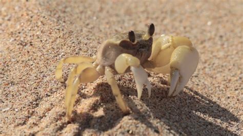 Sand Crab At The Beach Youtube
