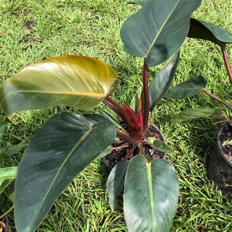Rojo Congo Philodendron Easy Indoor Care Guide Indoor Plant Addicts