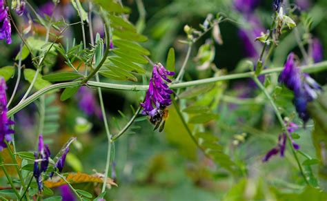 Vesce Commune Vicia Sativa Engrais Vert Plantation Et Culture