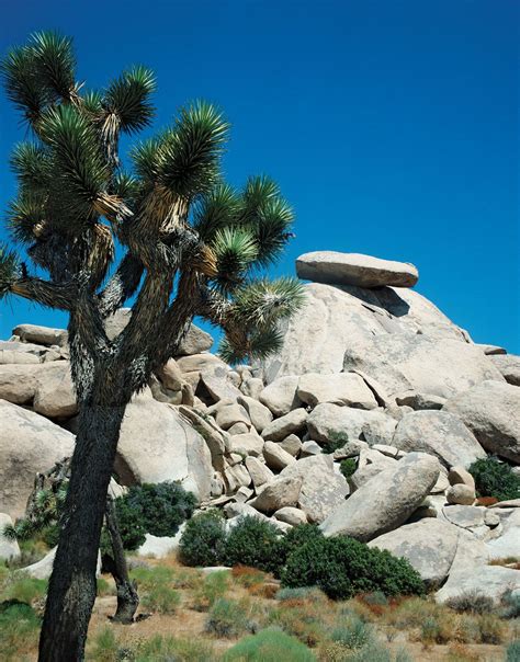 Mojave Desert Location Map Plants Climate And Facts Britannica