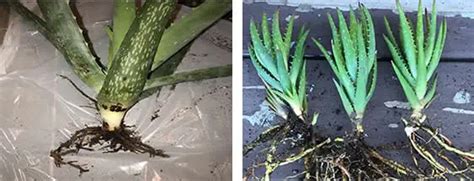 Aloe Vera Root Rot Causes Simple Cure How Does Your Garden Mow