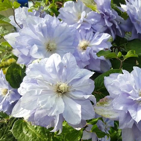 Crater lake national park bed and breakfast. Clematis 'Mazury' - plamienok | SlovenskeTrvalky.sk