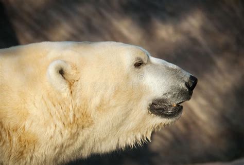 Head Of Polar Bear Ursus Maritimus Stock Photo Image Of Arctic