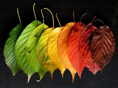 Hd Wallpaper Assorted Color Leaves Autumn Leaves Colourful Fall