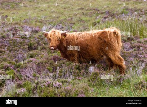 Highland Cattle By The Roadside From Ullapool To Durness In The